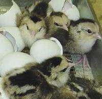 Ameraucana large fowl silver chicks