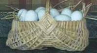 Blue Ameraucana Eggs